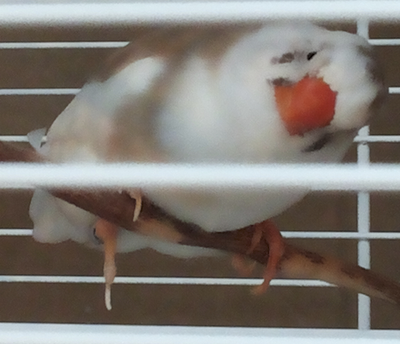 Diamante mandarino zampa